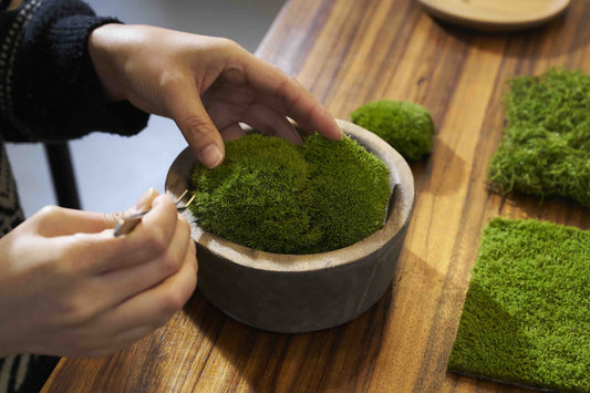 Do Live Moss Bring Pests or Disease?