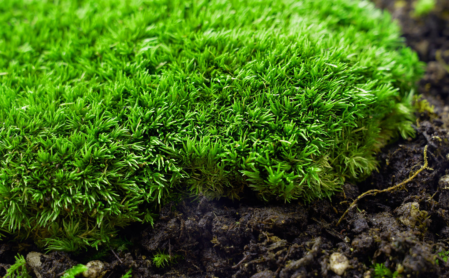 Buy Live Cushion Moss – Natural Dome Moss for Terrariums, Bonsai & Indoor Décor