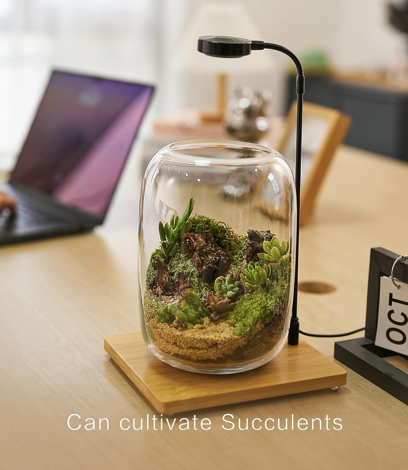ICRAFT Zen Décor - DIY Terrarium Kits for Calm Living