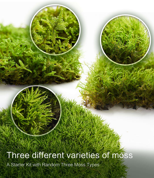 Live Moss Trio – Set of 3 Fresh Moss Varieties for DIY Terrariums, Bonsai, and Natural Home Décor