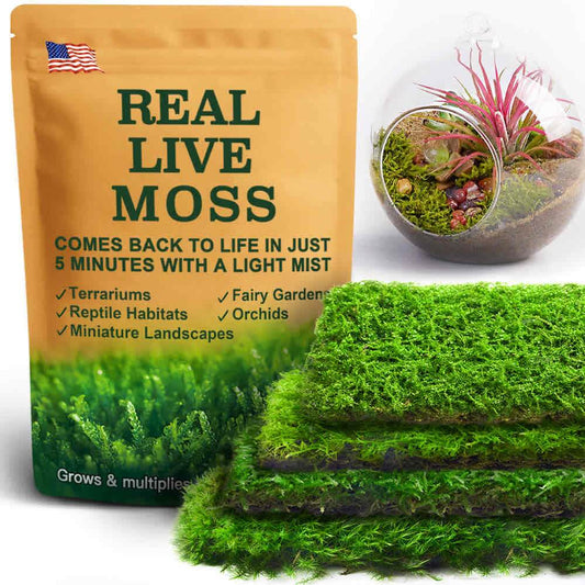 Live Moss 4-Pack – Mixed Moss for Potted Plants, Soil Cover, Succulents, Bonsai & Indoor Greenery Decor – Real Living Moss (Each 3.5"x7")