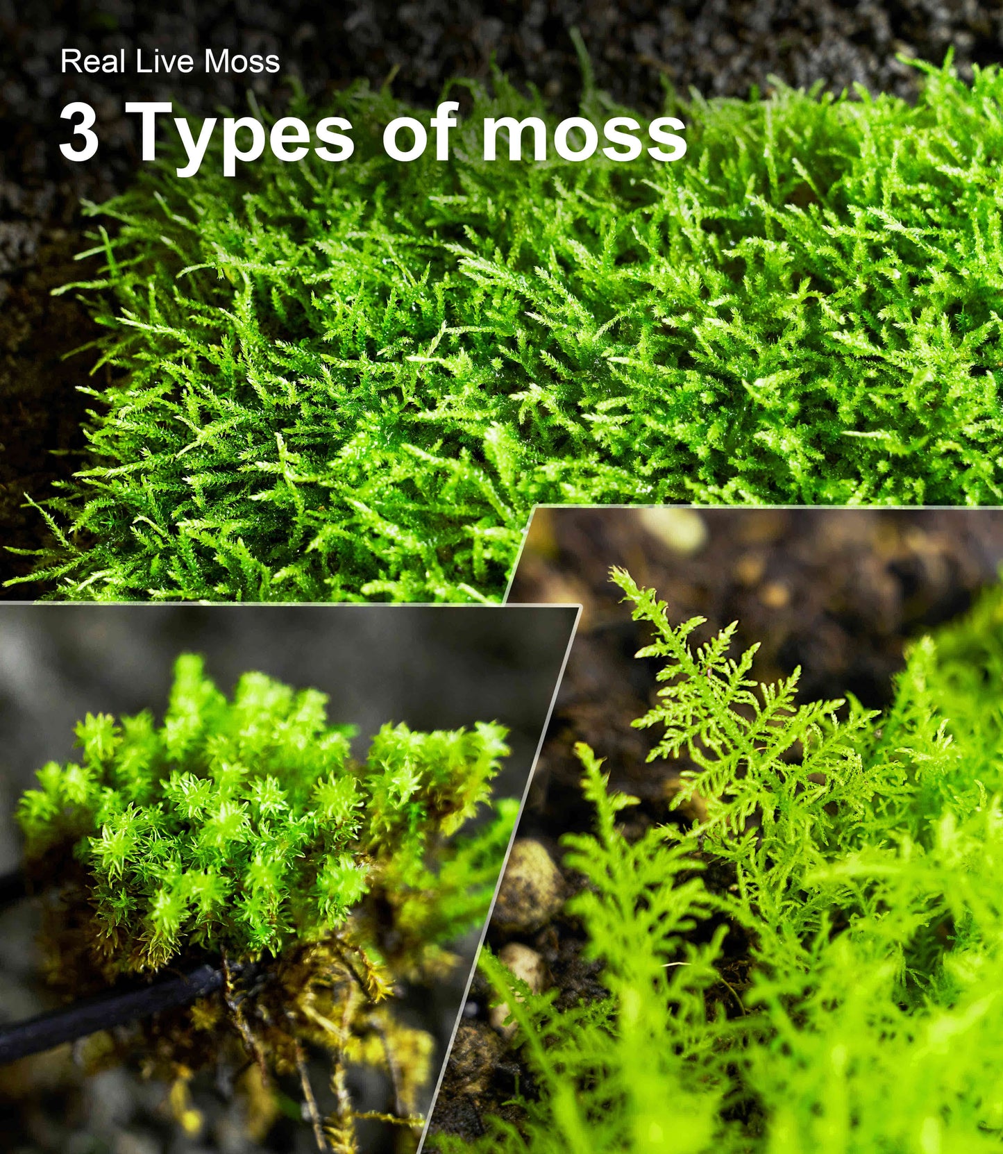 Live Moss for Reptiles – Real Fresh Moss (3.5" x 7", 3-Pack) – Soft, Green & Moisture-Retaining – Ideal for Terrariums, Tanks, Bonsai & Vivariums – Reusable Alternative to Sphagnum Moss