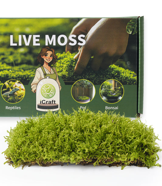 Live Moss Duo – 2 Types of Fresh Moss for Natural Displays