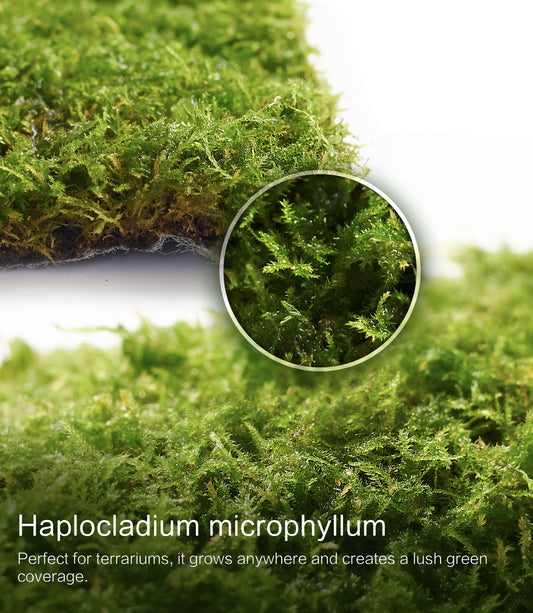 Haplocladium microphyllum – Dense, Low-Growing Moss Ideal for Terrariums, Bonsai, and Minimalist Indoor Green Designs