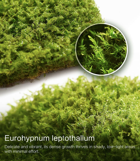 Eurohypnum leptothallum – Compact, Low-Growing Moss Ideal for Terrariums, Bonsai, and Moss Trays