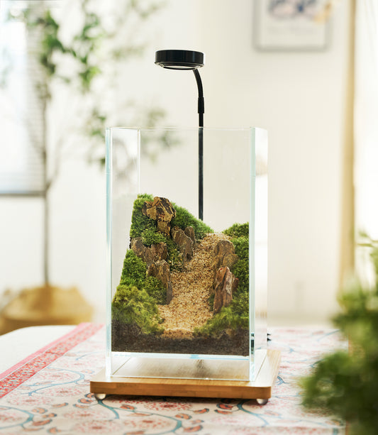 IcaTerra Square Terrarium Kit – Modern Cube DIY Kit with Live Moss, Stones, and Tools for Creative Indoor Gardening