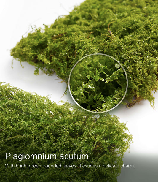 Plagiomnium acutum – Dynamic, Vine-Like Moss for Advanced Terrarium Designs, Bonsai, and Vivarium Setups