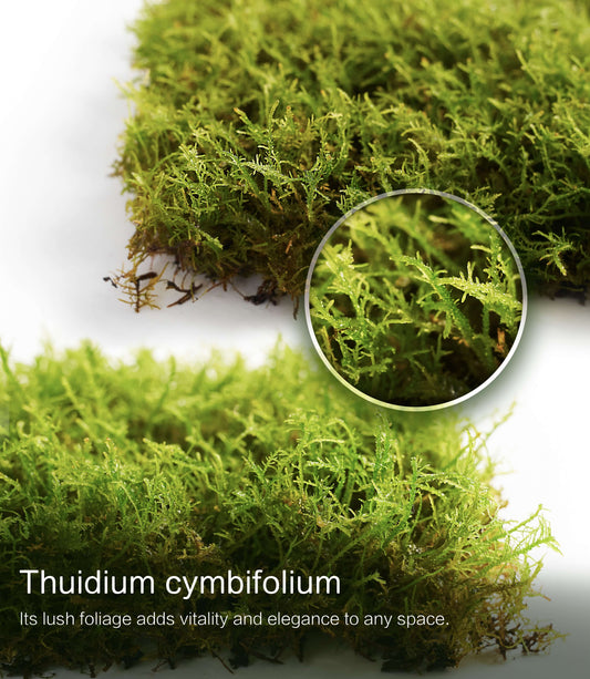 Thuidium cymbifolium – Light-Toned, Pillow-Like Moss for Terrariums, Fairy Gardens, and Soft Natural Accents