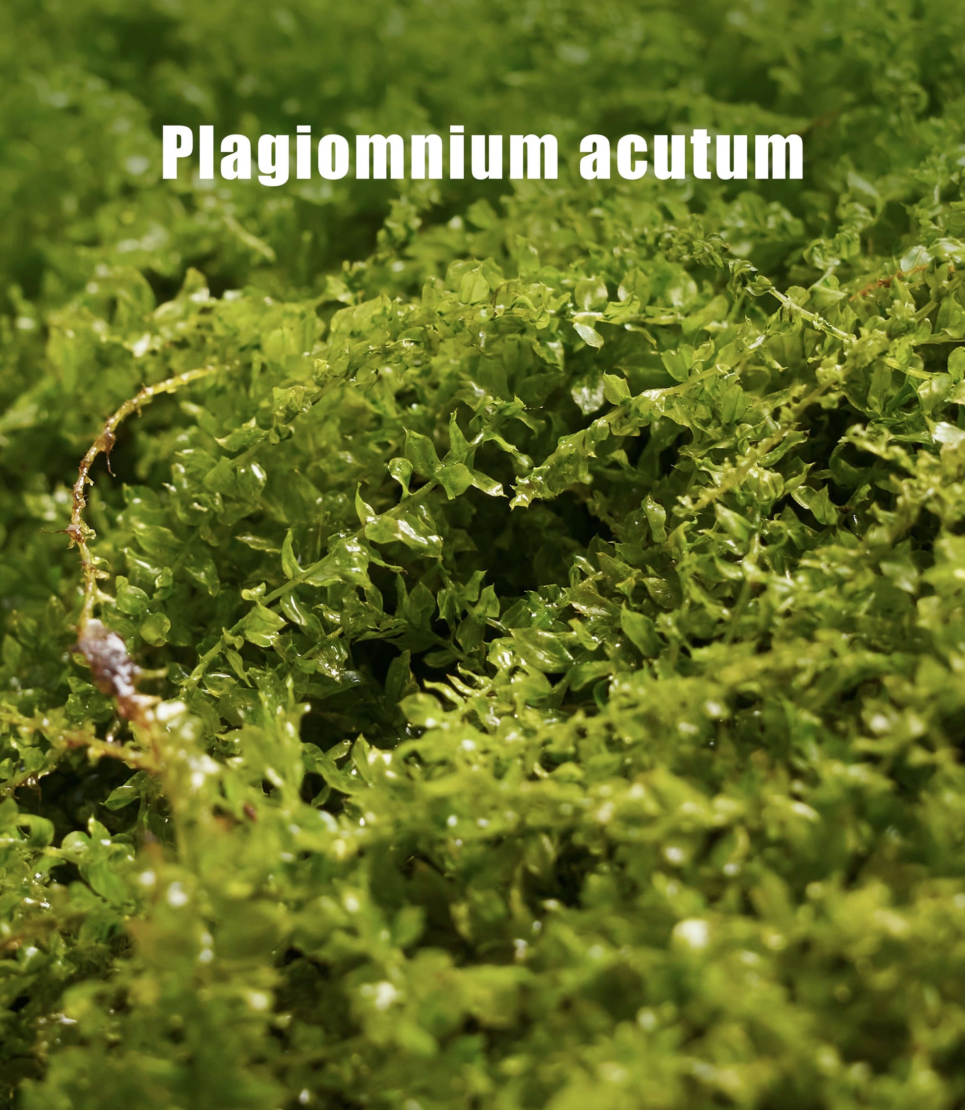 Plagiomnium acutum – Dynamic, Vine-Like Moss for Advanced Terrarium Designs, Bonsai, and Vivarium Setups