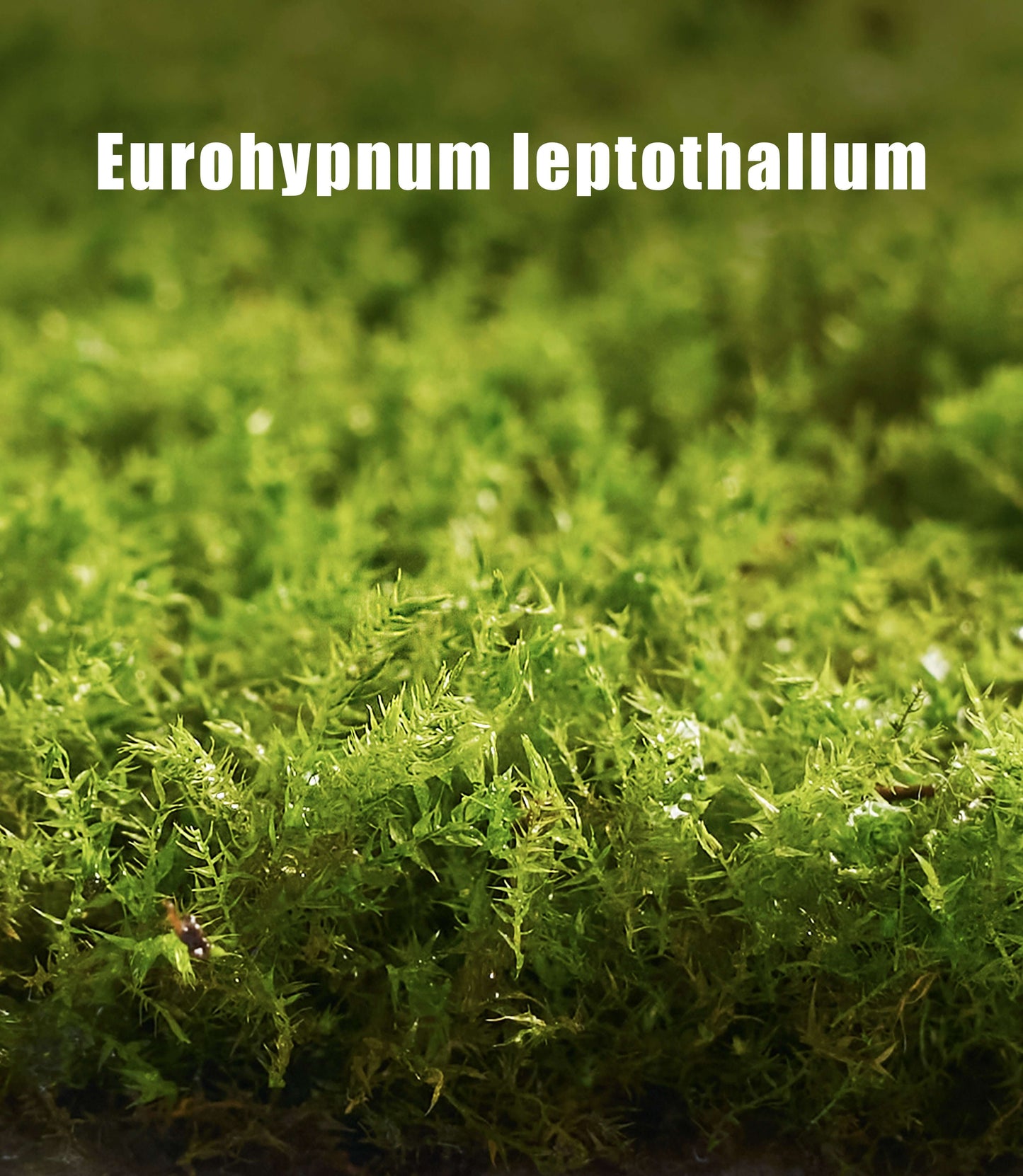 Eurohypnum leptothallum – Compact, Low-Growing Moss Ideal for Terrariums, Bonsai, and Moss Trays