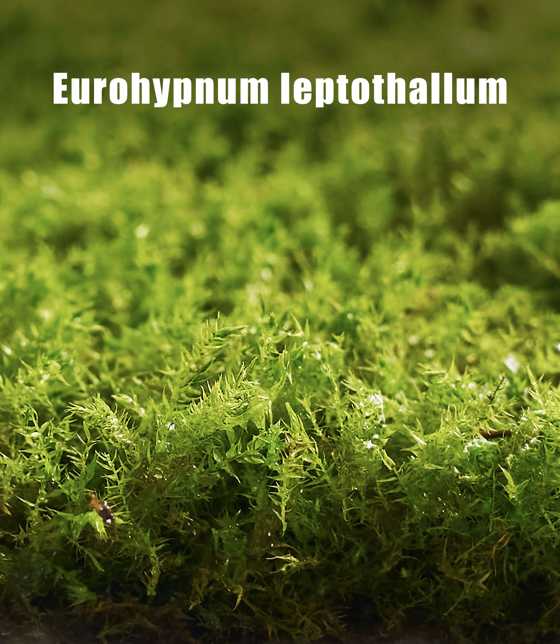 Eurohypnum leptothallum – Compact, Low-Growing Moss Ideal for Terrariums, Bonsai, and Moss Trays