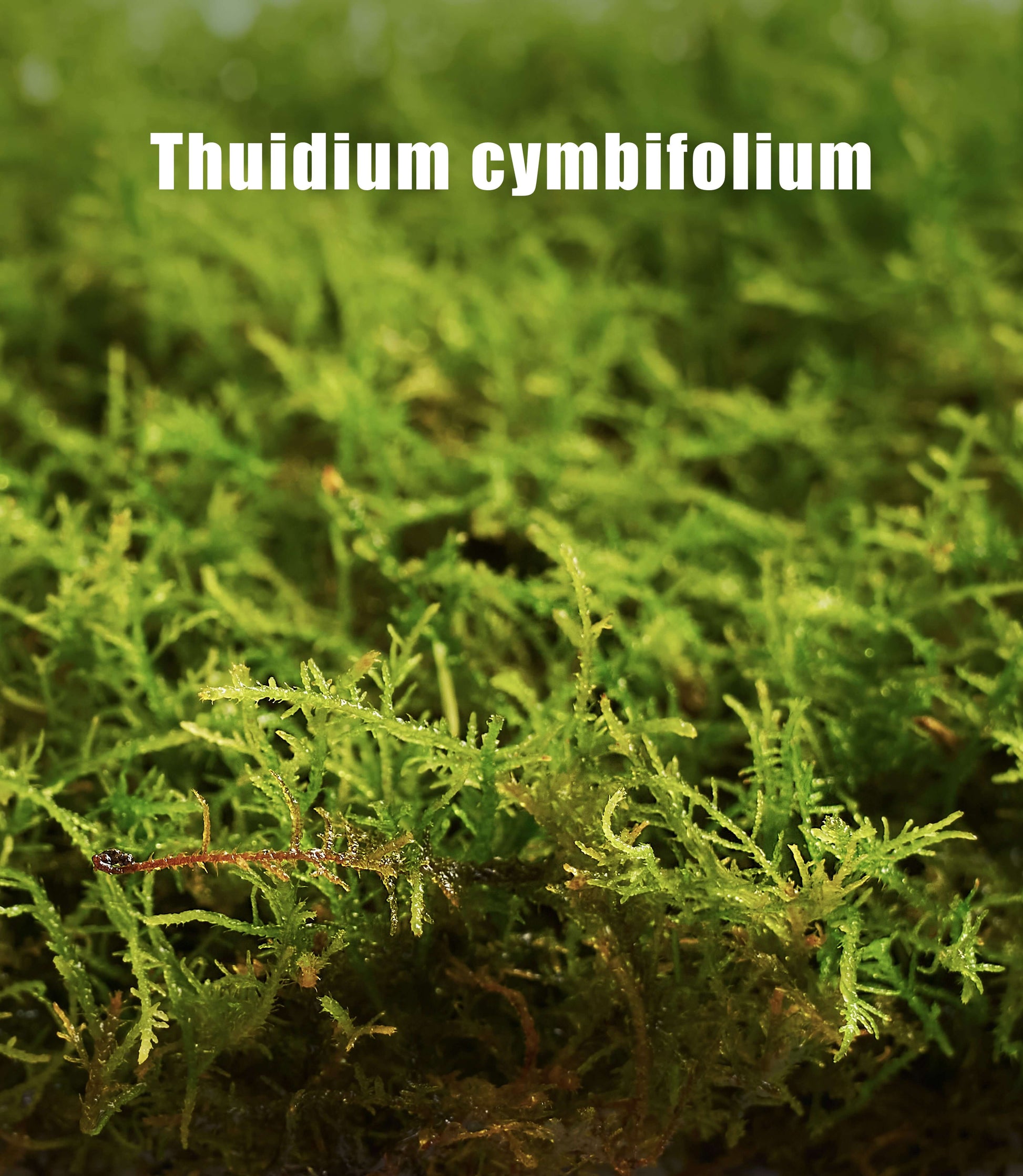 Thuidium cymbifolium – Light-Toned, Pillow-Like Moss for Terrariums, Fairy Gardens, and Soft Natural Accents