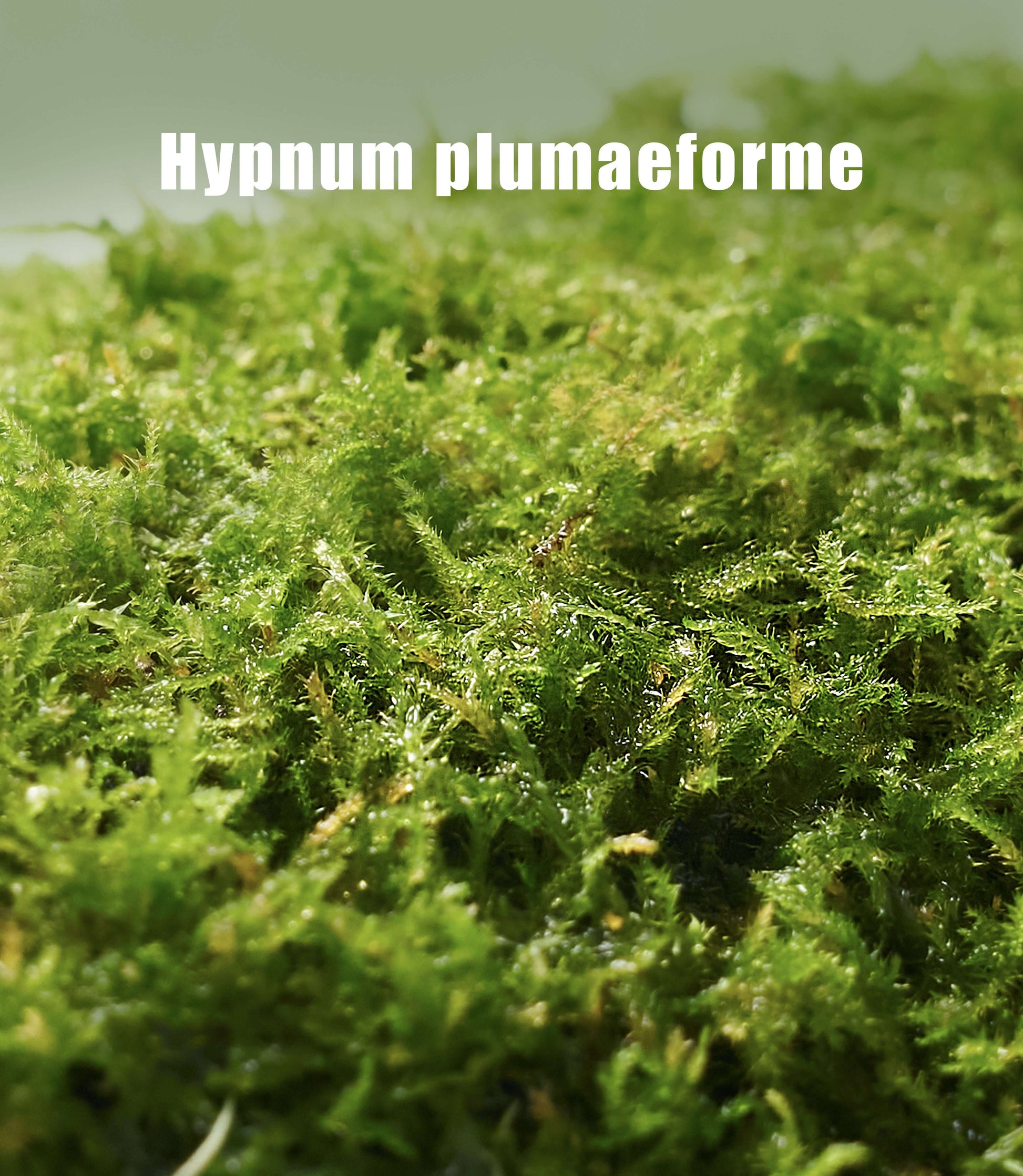 Haplocladium microphyllum – Dense, Low-Growing Moss Ideal for Terrariums, Bonsai, and Minimalist Indoor Green Designs