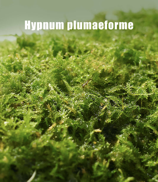 Haplocladium microphyllum – Dense, Low-Growing Moss Ideal for Terrariums, Bonsai, and Minimalist Indoor Green Designs