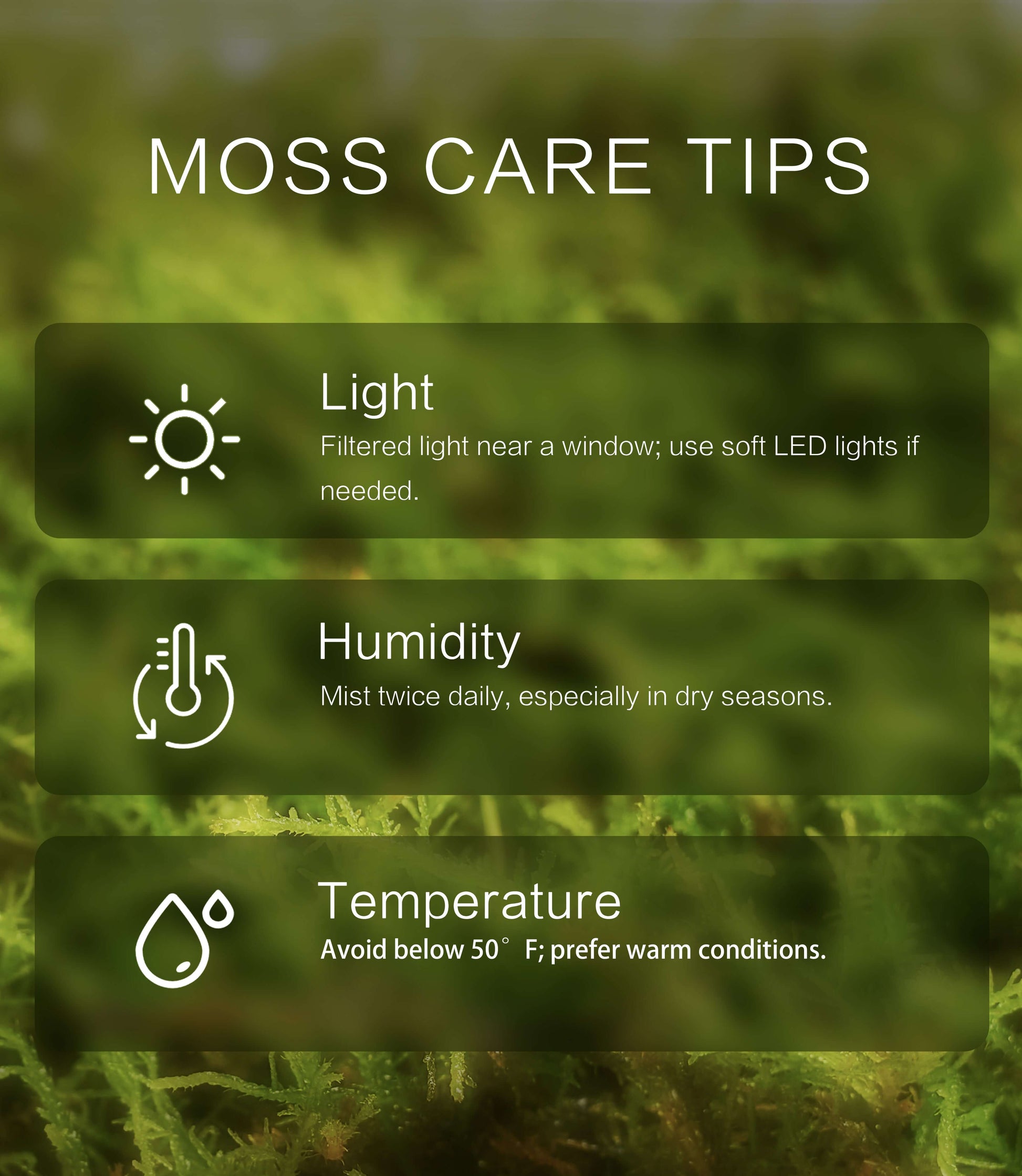 Thuidium cymbifolium – Light-Toned, Pillow-Like Moss for Terrariums, Fairy Gardens, and Soft Natural Accents