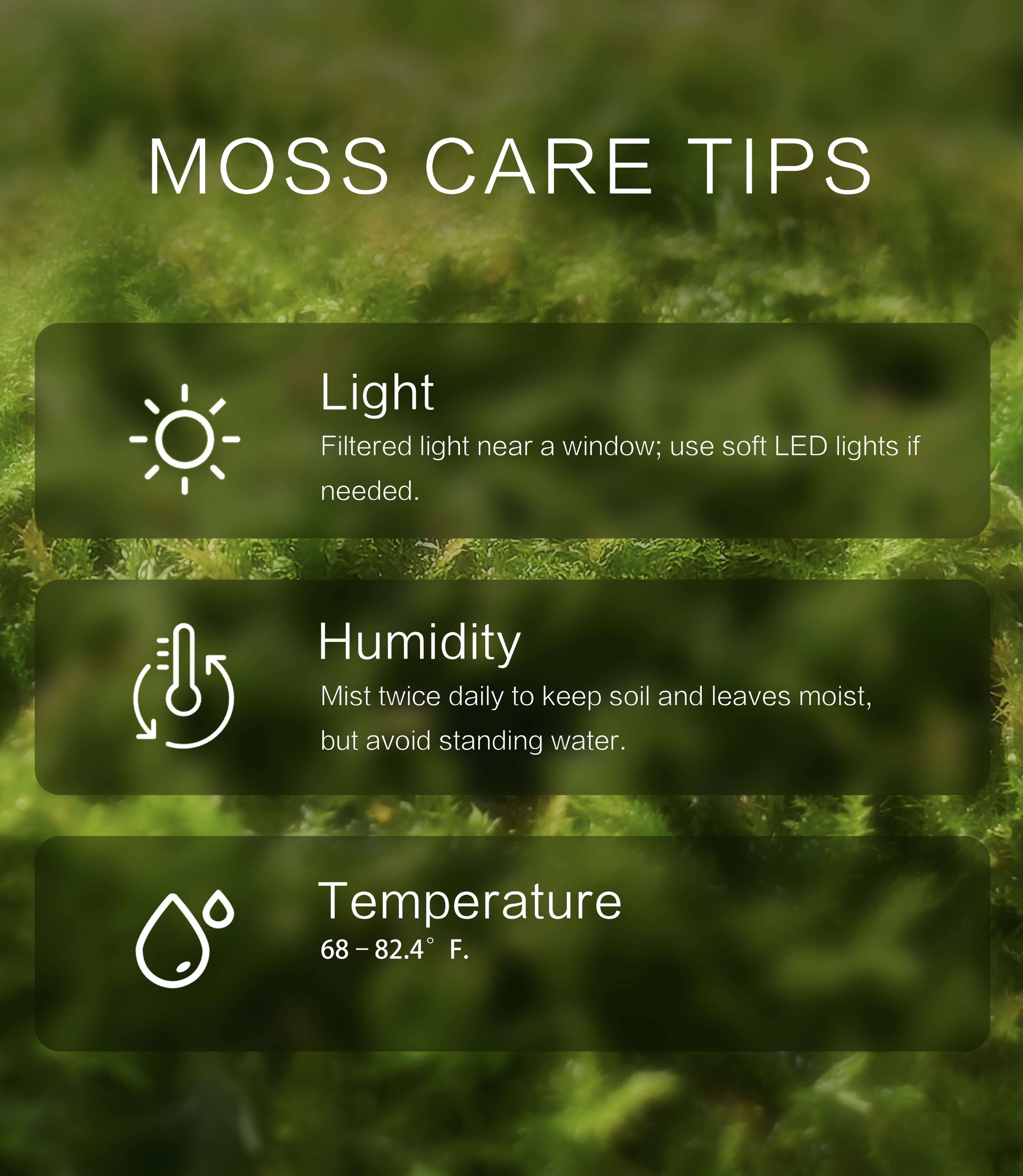 Haplocladium microphyllum – Dense, Low-Growing Moss Ideal for Terrariums, Bonsai, and Minimalist Indoor Green Designs