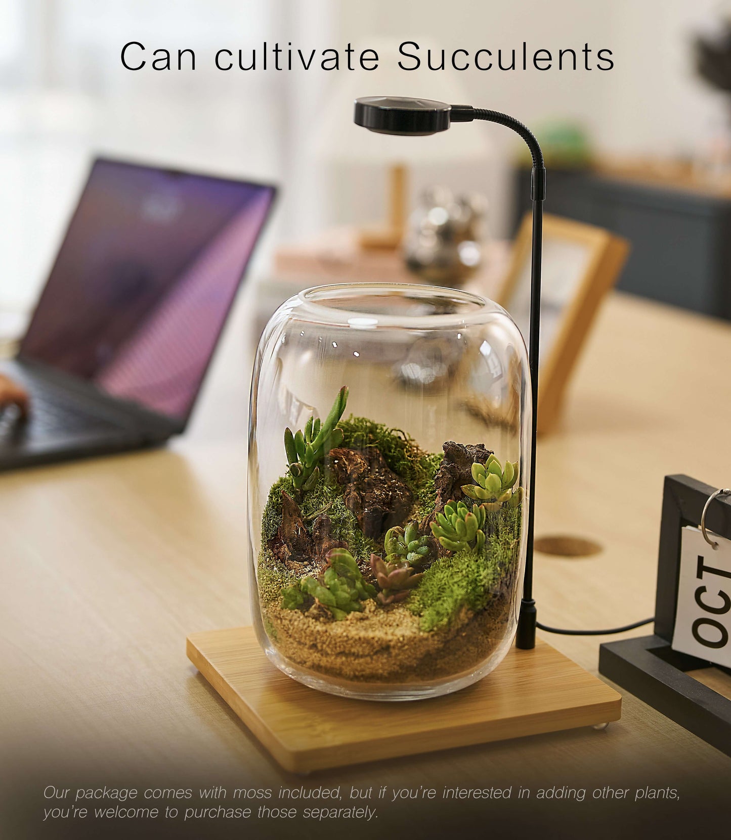 IcaArbor – Oval Glass Terrarium Kit – DIY Terrarium Kit with Live Moss and Accessories
