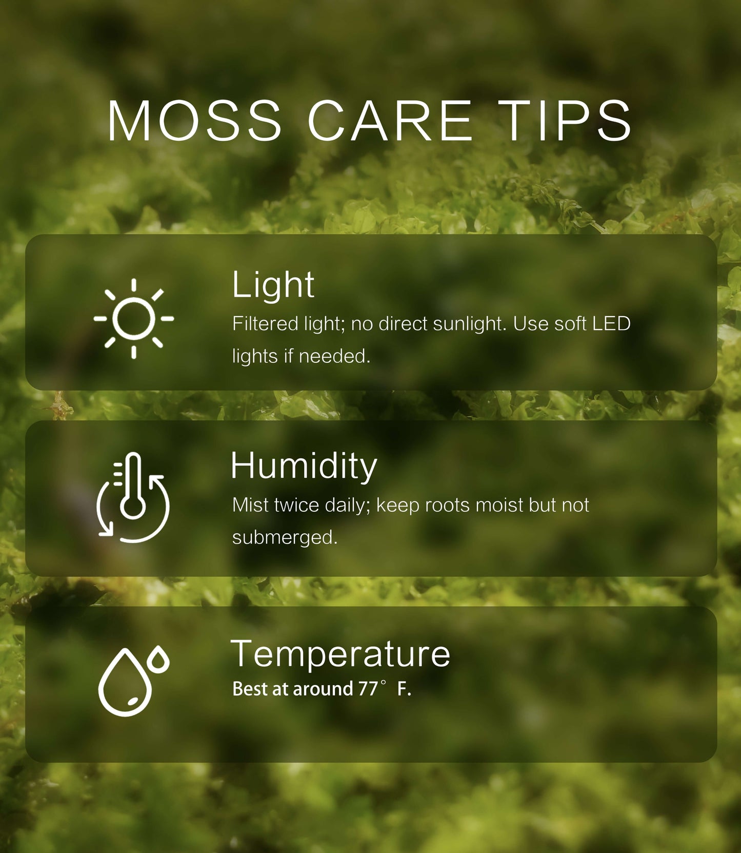 Plagiomnium acutum – Dynamic, Vine-Like Moss for Advanced Terrarium Designs, Bonsai, and Vivarium Setups