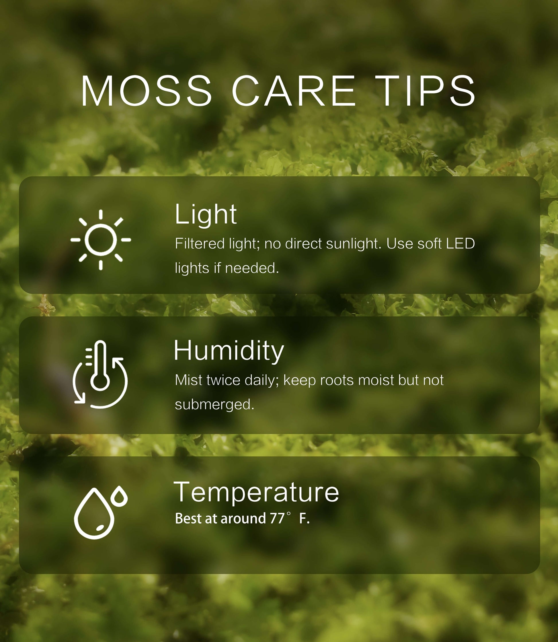 Plagiomnium acutum – Dynamic, Vine-Like Moss for Advanced Terrarium Designs, Bonsai, and Vivarium Setups