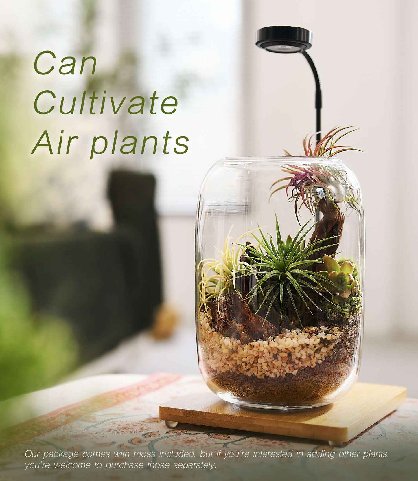 IcaArbor – Oval Glass Terrarium Kit – DIY Terrarium Kit with Live Moss and Accessories