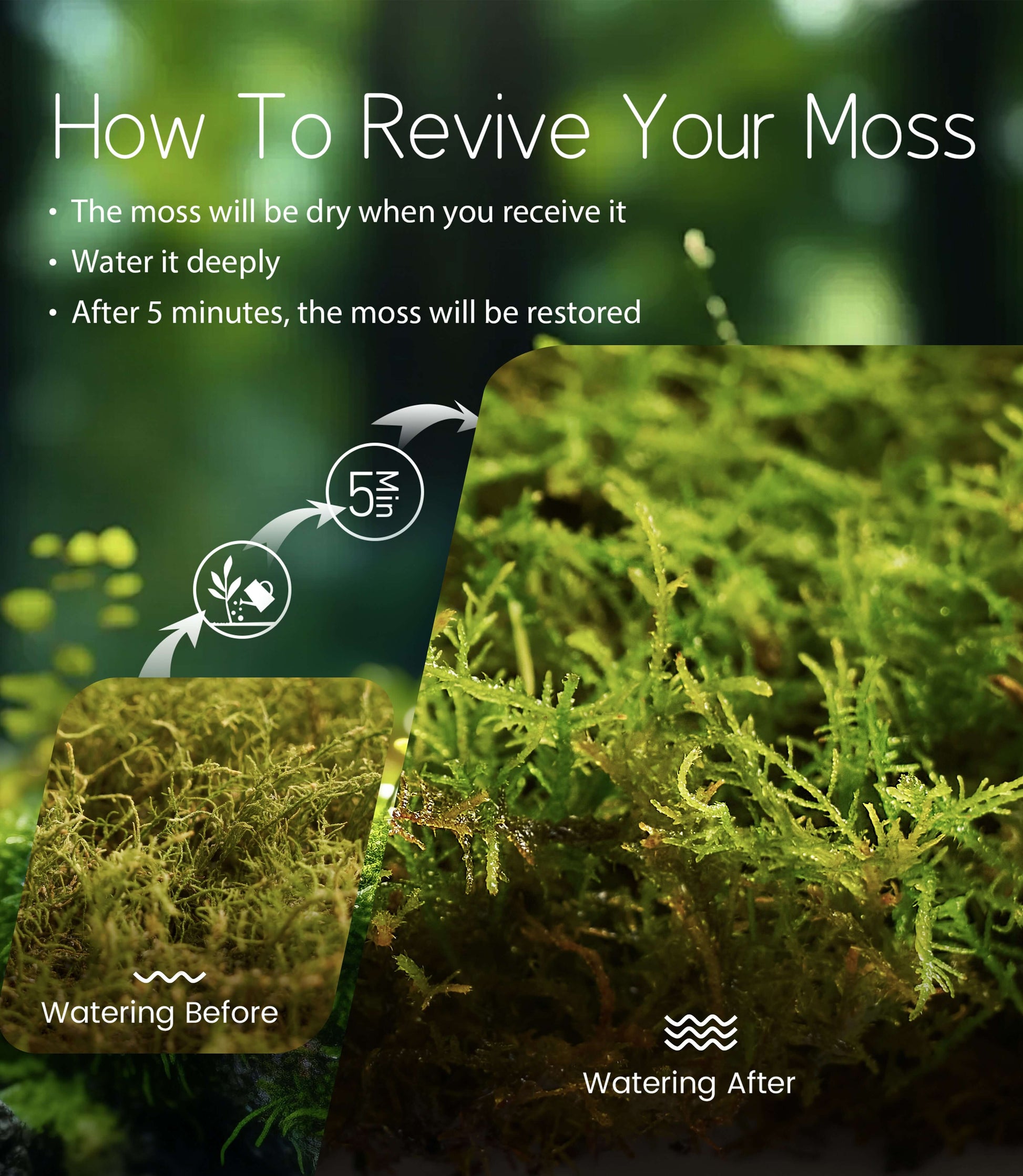 Thuidium cymbifolium – Light-Toned, Pillow-Like Moss for Terrariums, Fairy Gardens, and Soft Natural Accents