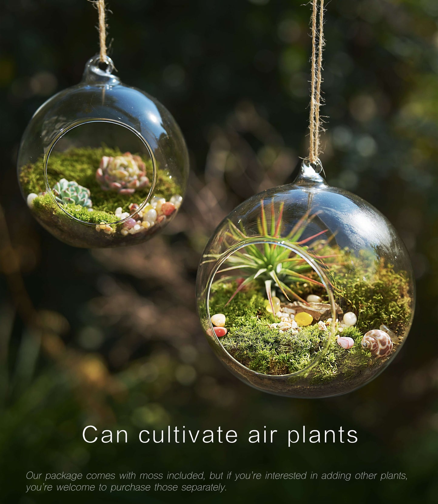 IcaOrbis Hanging Glass Globe Terrarium Kit with Live Moss and Crystals – DIY Hanging Plant Decor