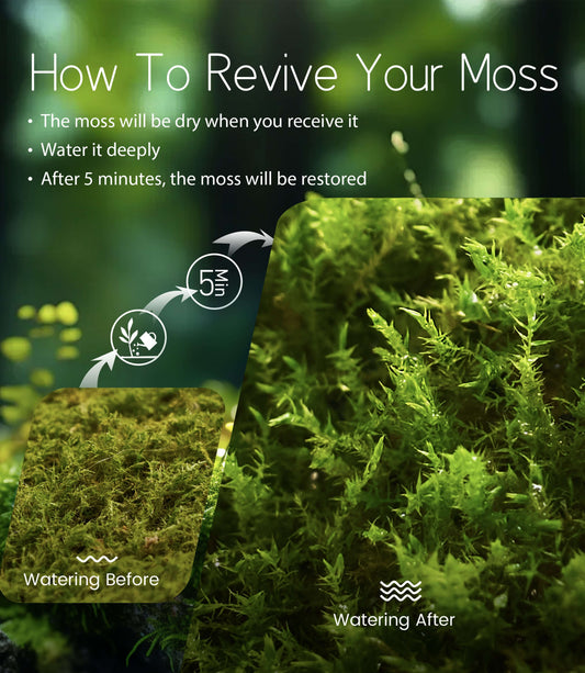 Eurohypnum leptothallum – Compact, Low-Growing Moss Ideal for Terrariums, Bonsai, and Moss Trays