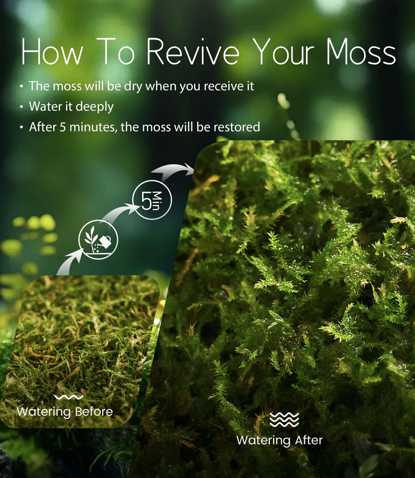 Haplocladium microphyllum – Dense, Low-Growing Moss Ideal for Terrariums, Bonsai, and Minimalist Indoor Green Designs