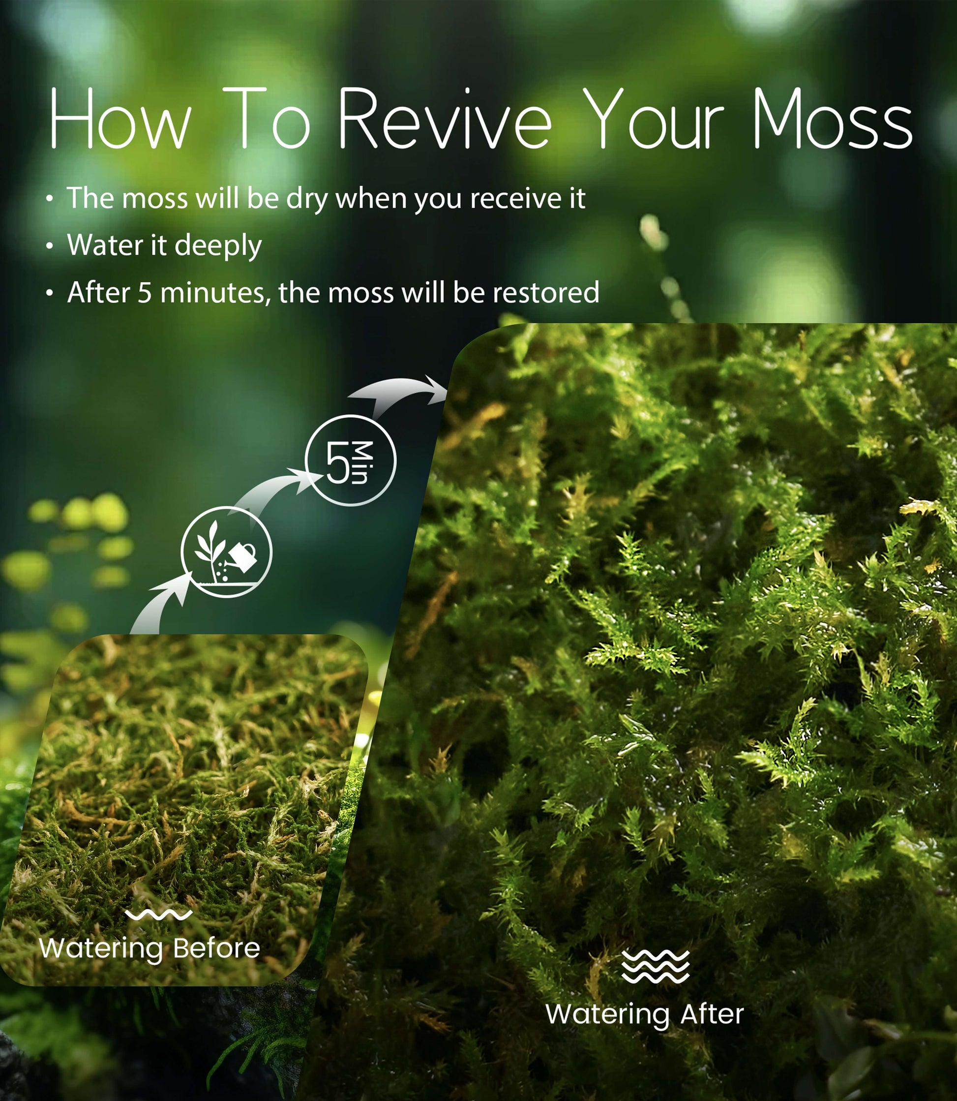 Haplocladium microphyllum – Dense, Low-Growing Moss Ideal for Terrariums, Bonsai, and Minimalist Indoor Green Designs