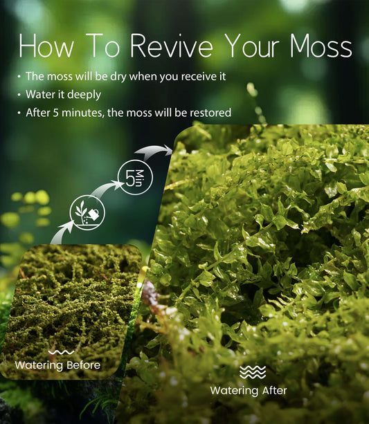 Plagiomnium acutum – Dynamic, Vine-Like Moss for Advanced Terrarium Designs, Bonsai, and Vivarium Setups