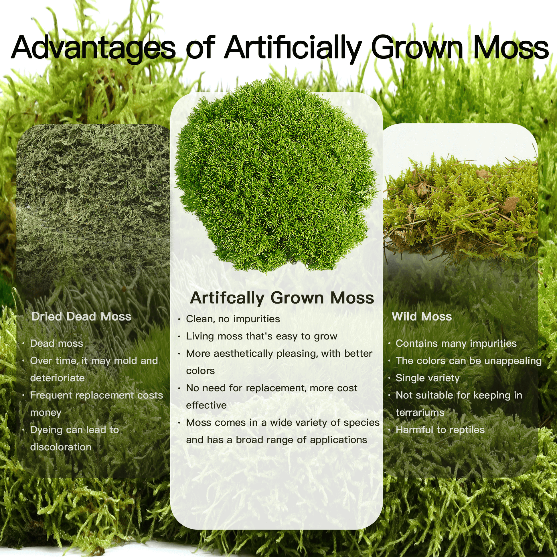 Thuidium cymbifolium – Light-Toned, Pillow-Like Moss for Terrariums, Fairy Gardens, and Soft Natural Accents
