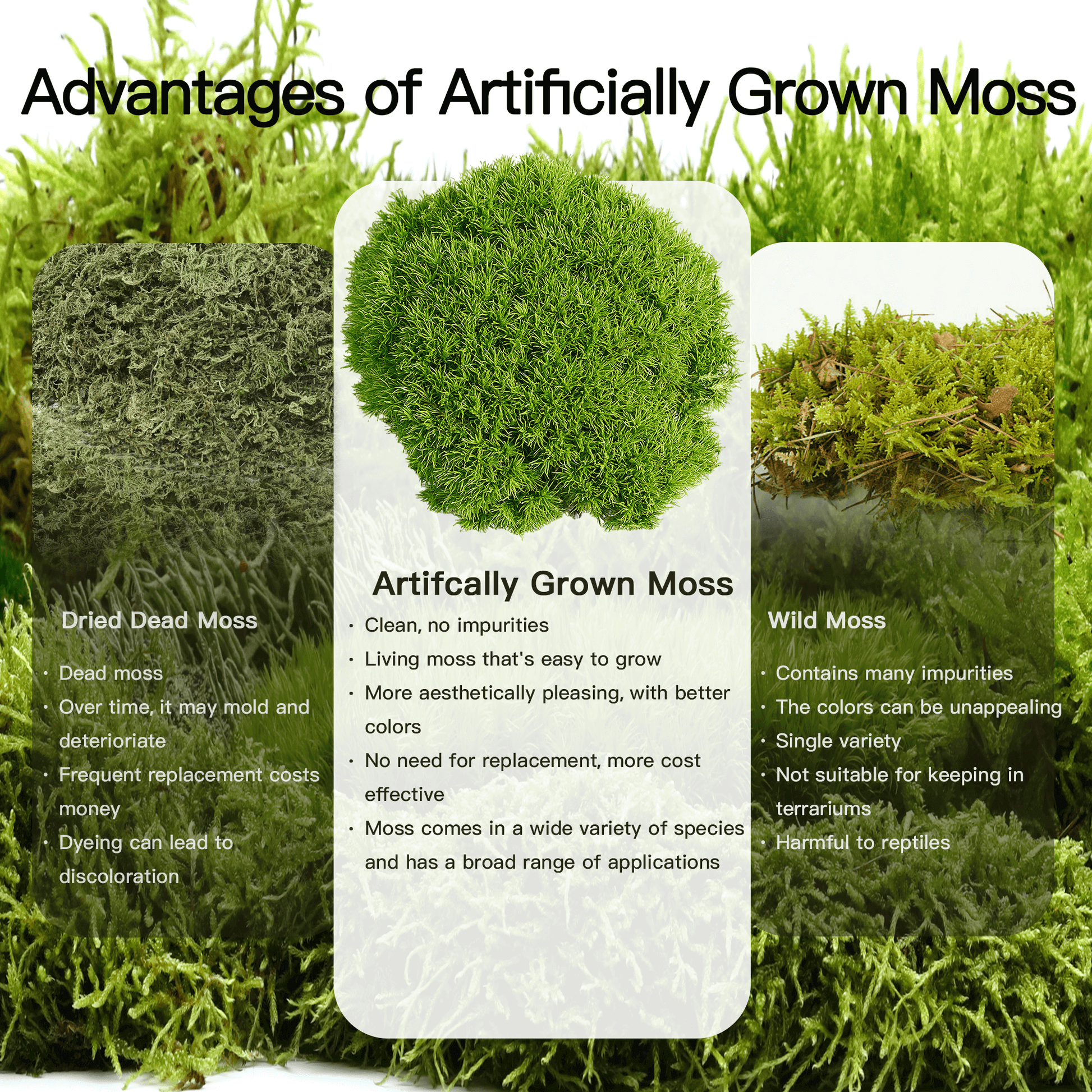 Haplocladium microphyllum – Dense, Low-Growing Moss Ideal for Terrariums, Bonsai, and Minimalist Indoor Green Designs