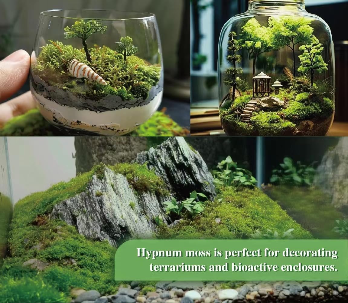 Hypnum plumaeforme – Dense, Silvery-Green Moss for Terrariums, Bonsai, and Vivariums with Rich Texture