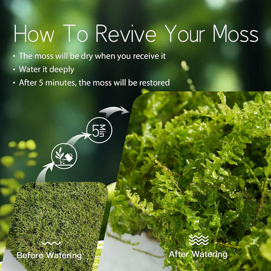 Live Moss Duo – Set of 2 Fresh Moss Varieties for Terrariums, Bonsai, and Eco-Friendly Home Displays