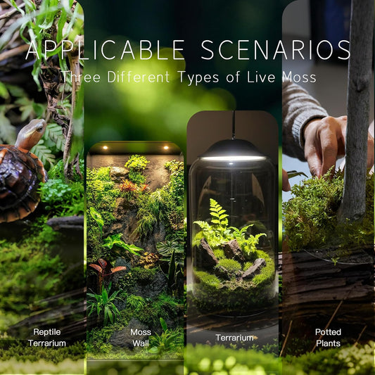 Leucobryum glaucum – Upright, Soft-Textured Moss Ideal for Terrariums, Bonsai Bases, and Moist Indoor Gardens