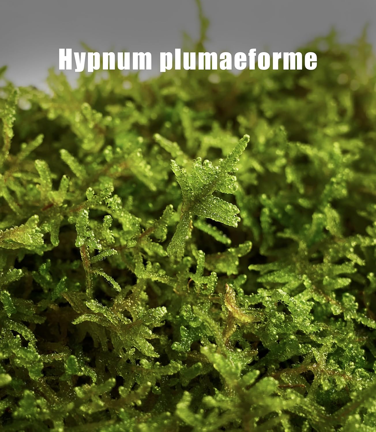 Hypnum plumaeforme – Dense, Silvery-Green Moss for Terrariums, Bonsai, and Vivariums with Rich Texture