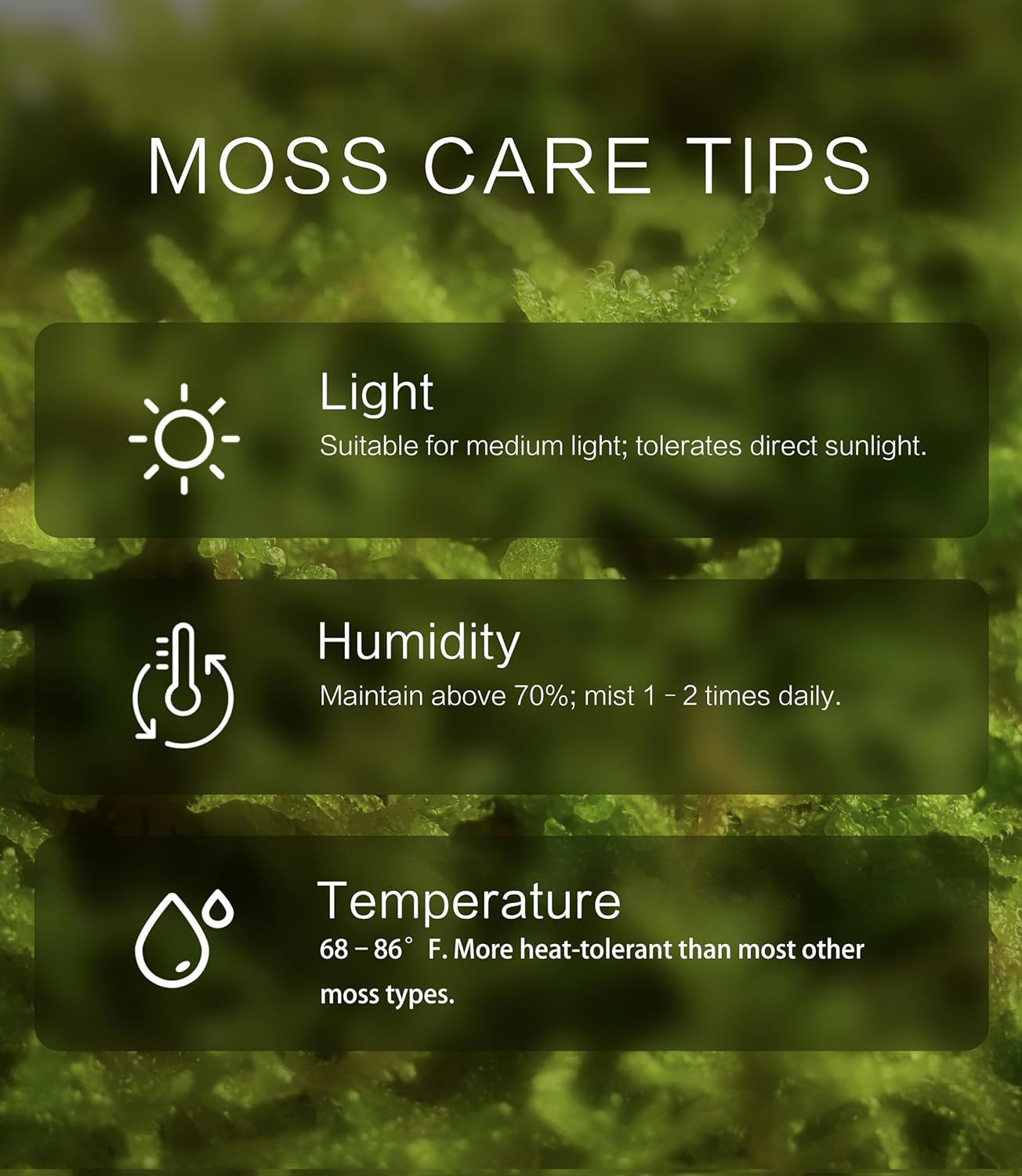 Hypnum plumaeforme – Dense, Silvery-Green Moss for Terrariums, Bonsai, and Vivariums with Rich Texture