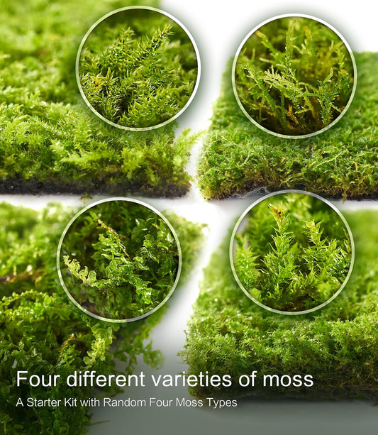 Live Moss Collection – 4 Varieties of Fresh Moss for DIY Terrariums, Bonsai, and Eco-Friendly Home Décor