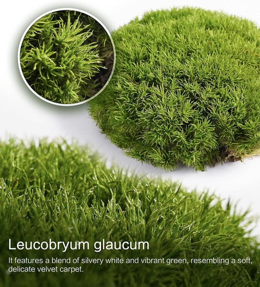 Leucobryum glaucum – Upright, Soft-Textured Moss Ideal for Terrariums, Bonsai Bases, and Moist Indoor Gardens