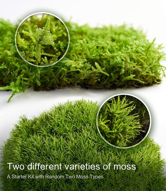 Live Moss Duo – Set of 2 Fresh Moss Varieties for Terrariums, Bonsai, and Eco-Friendly Home Displays