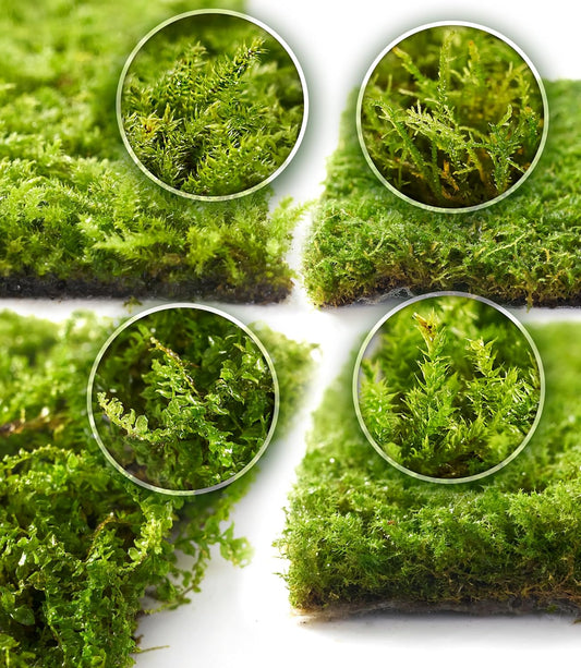 Live Moss Collection – 4 Varieties of Fresh Moss for DIY Terrariums, Bonsai, and Eco-Friendly Home Décor