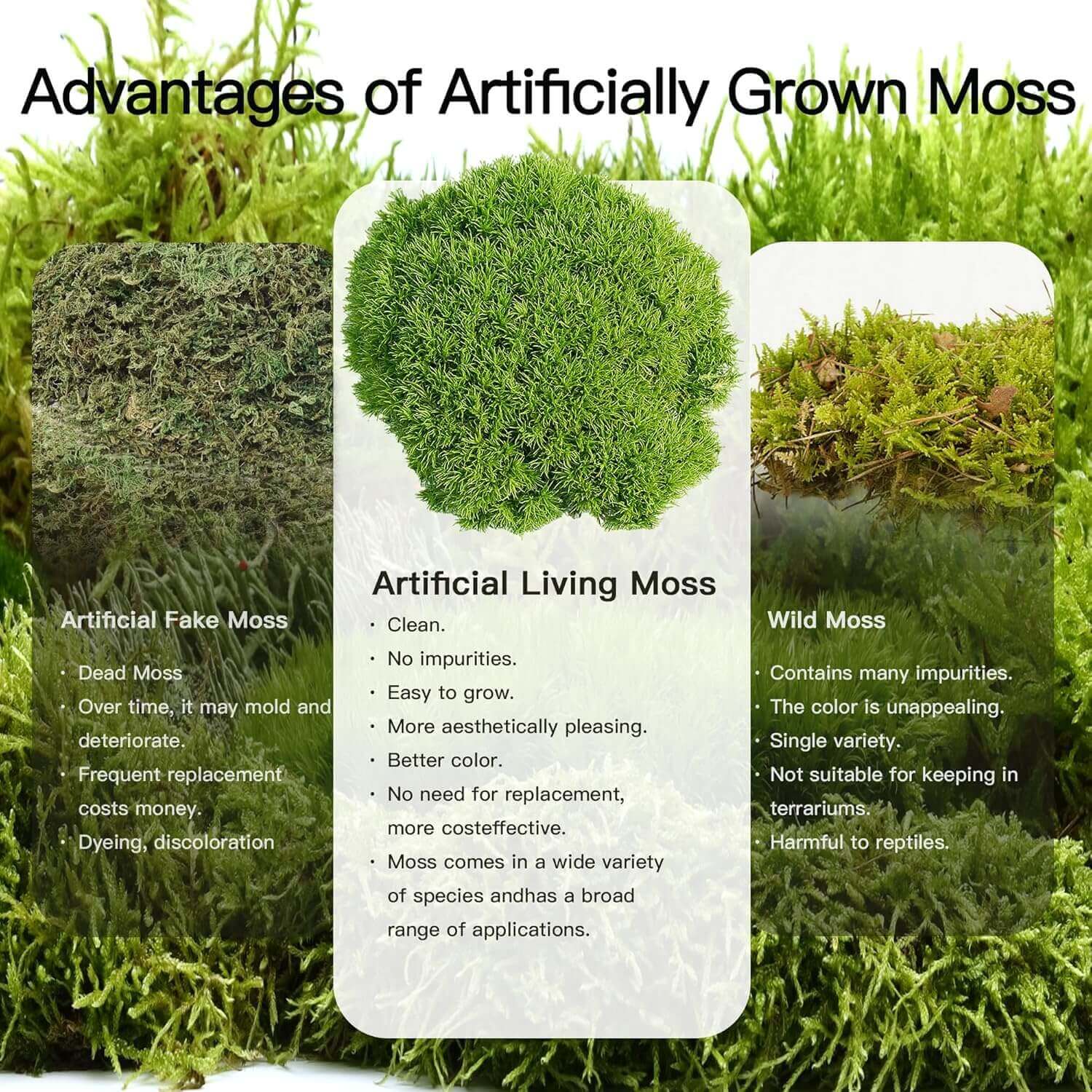 Live Moss Duo – Set of 2 Fresh Moss Varieties for Terrariums, Bonsai, and Eco-Friendly Home Displays