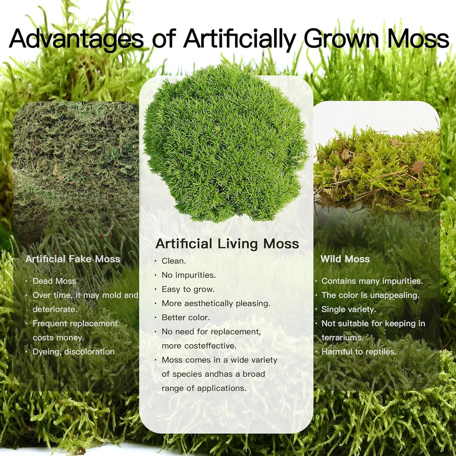 Leucobryum glaucum – Upright, Soft-Textured Moss Ideal for Terrariums, Bonsai Bases, and Moist Indoor Gardens