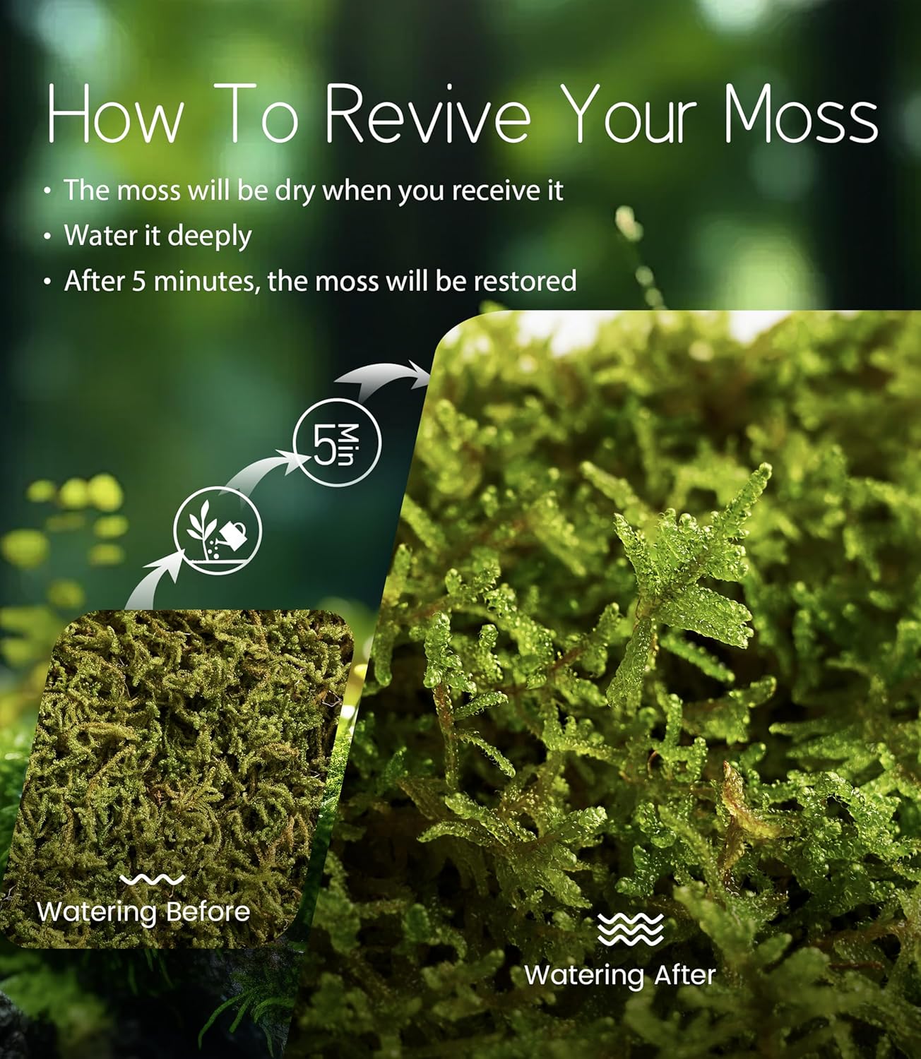 Hypnum plumaeforme – Dense, Silvery-Green Moss for Terrariums, Bonsai, and Vivariums with Rich Texture
