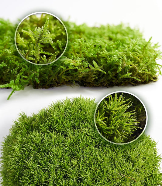 Live Moss Duo – Set of 2 Fresh Moss Varieties for Terrariums, Bonsai, and Eco-Friendly Home Displays