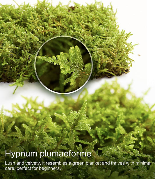 Hypnum plumaeforme – Dense, Silvery-Green Moss for Terrariums, Bonsai, and Vivariums with Rich Texture