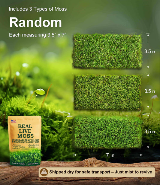Live Moss for Reptiles – Real Fresh Moss (3.5" x 7", 3-Pack) – Soft, Green & Moisture-Retaining – Ideal for Terrariums, Tanks, Bonsai & Vivariums – Reusable Alternative to Sphagnum Moss