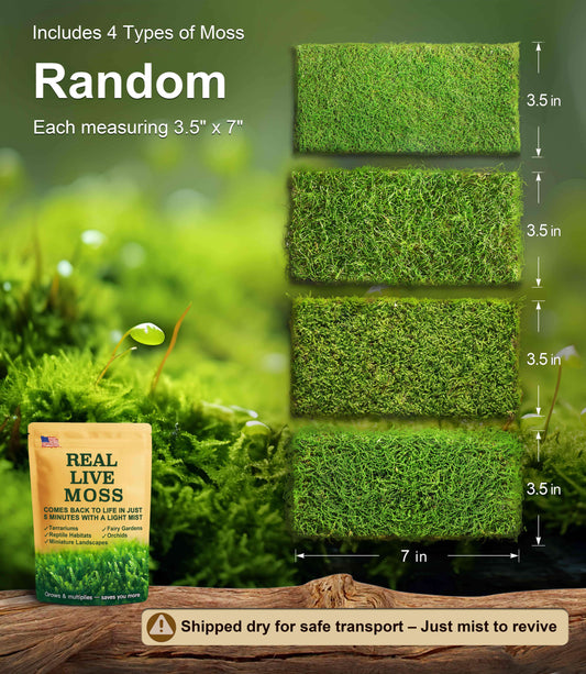 Live Moss 4-Pack – Mixed Moss for Potted Plants, Soil Cover, Succulents, Bonsai & Indoor Greenery Decor – Real Living Moss (Each 3.5"x7")