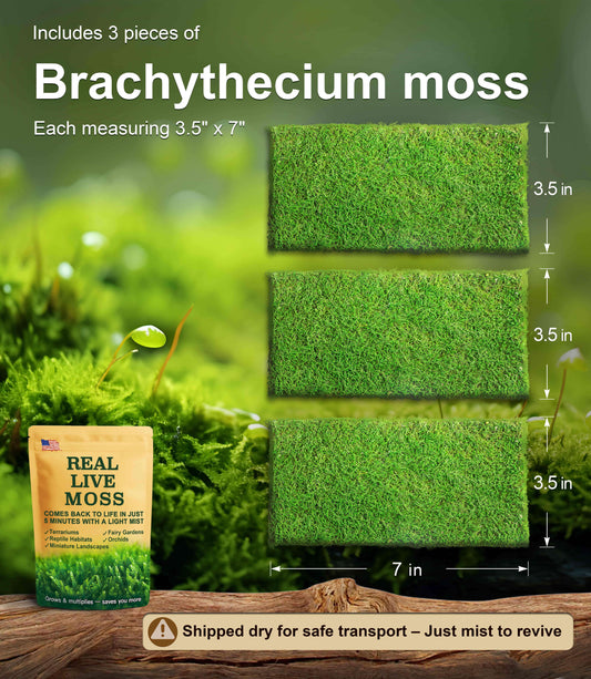 3 pieces of Brachythecium live moss, each measuring 3.5 x 7 inches – lush green moss perfect for terrariums, reptile habitats, and bonsai. Shipped dry for safe transport and revives quickly with mist.