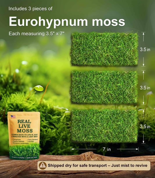 3 pieces of Eurohypnum live moss, each measuring 3.5 x 7 inches – lush green moss perfect for terrariums, reptile habitats, and bonsai. Shipped dry for safe transport and revives quickly with mist.